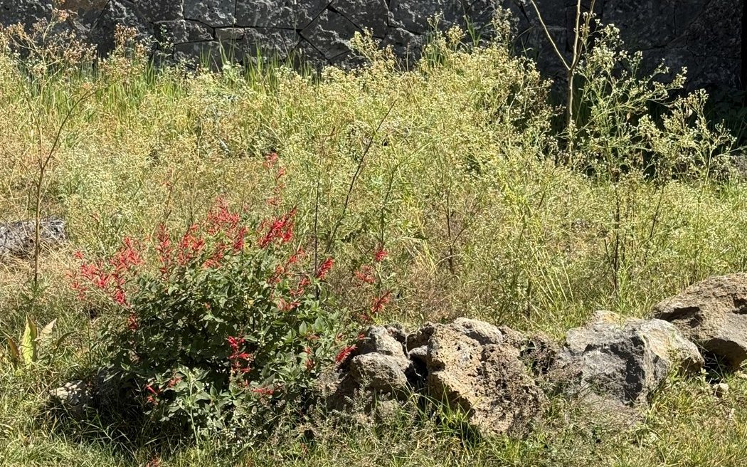 Jardín de Casa Panteones con pastos, una salvia de flores rojas y rocas volcánicas frente a un muro de piedra